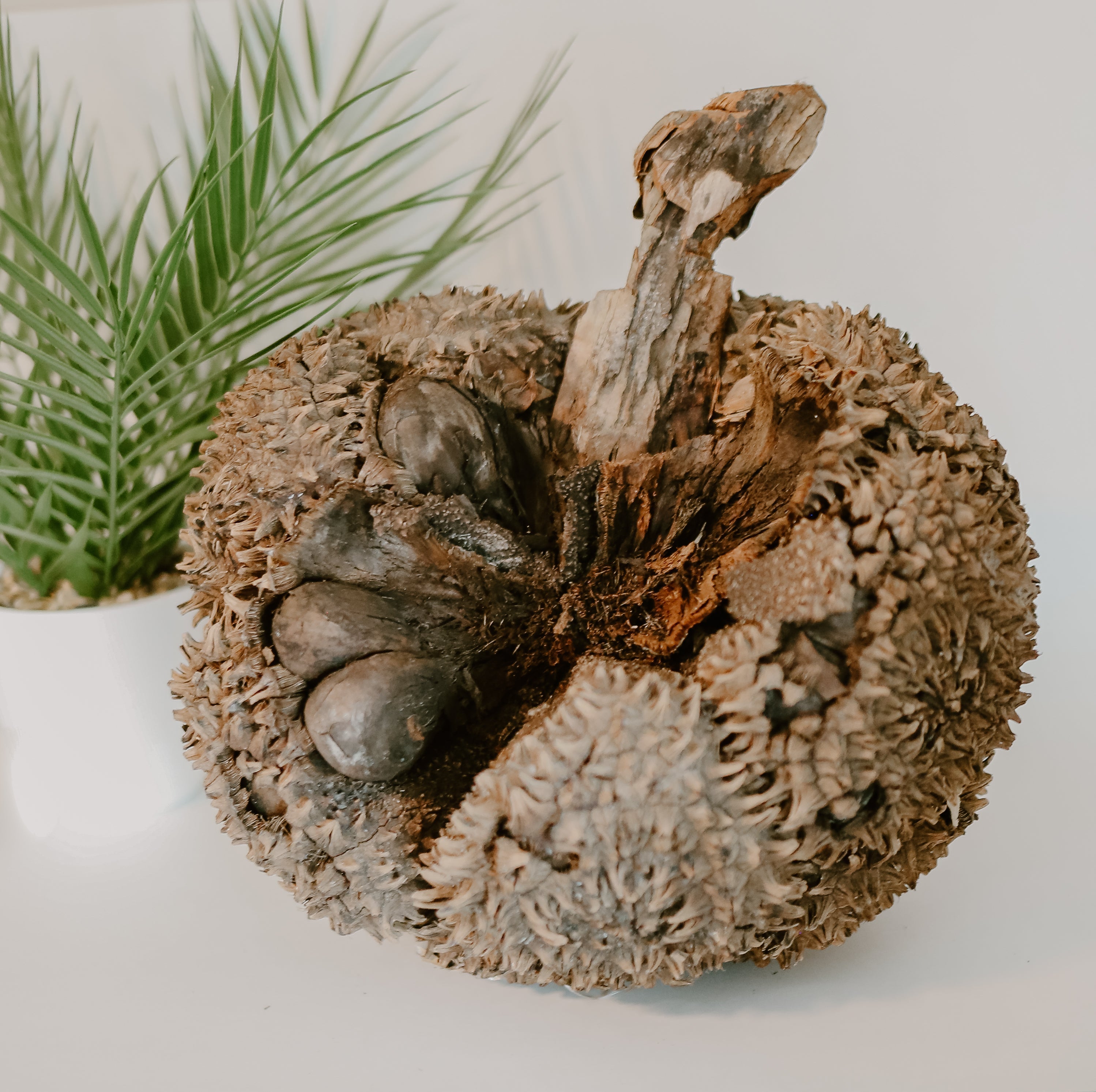 What is Tagua? Discover Ecuador’s Sustainable ‘Vegetable Ivory’ and How It Becomes Jewelry